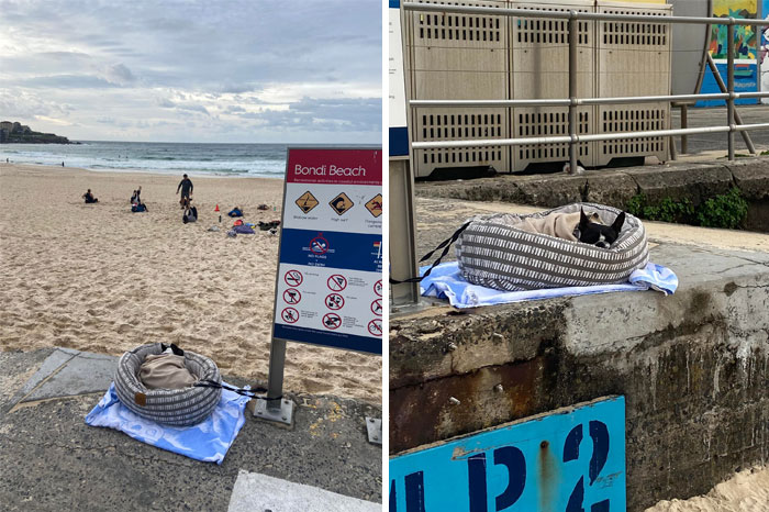Spotted This Morning At The Famous Bondi Beach, Australia! Lil Puppa Sleeping In His Bed With His Blankie While His Owner Worked Out
