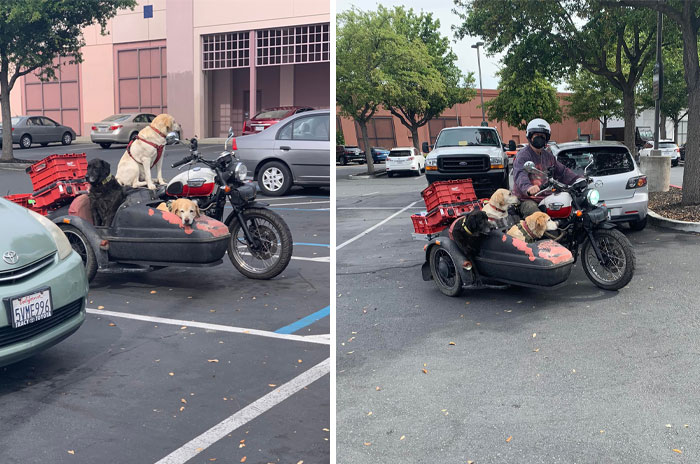 First Glance I Saw A Lab On A Bike A Few More Looks And I Saw There Was Two More Labs ! Apparently 3 Generations ….grandma Dog Her Son And Then Her Sons Pup! They Literally Wait Like This For The Owner To Come Out