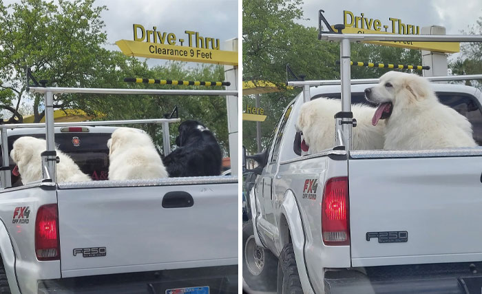 Seen On My Lunch Break! He Ordered 3 Plain Burgers For Them. Great Pyrenees Puppies