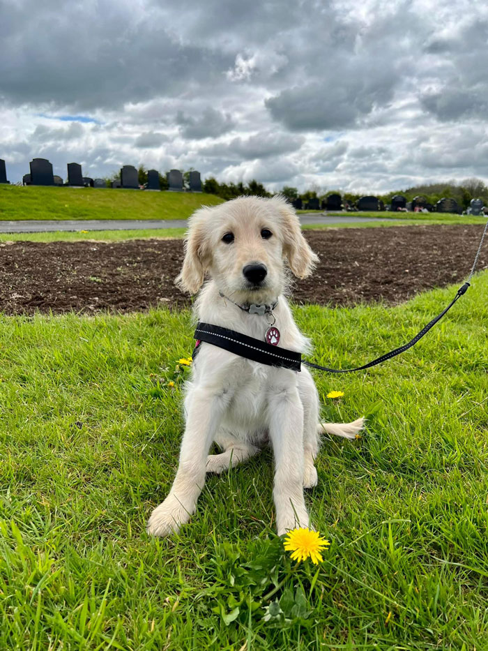 I Met This Beauty Out On Her First Walk, Her Name Is Daisy And She’s An 11 Week Old Labradoodle