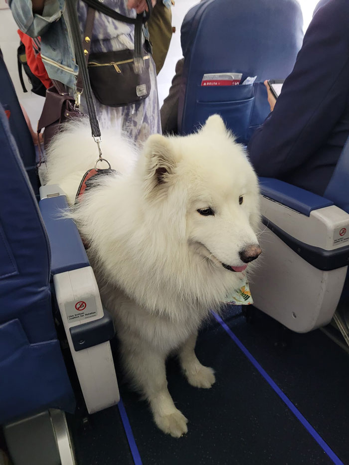 I Squealed When I Looked Up And Saw This Handsome Hunk! He Was The Best Boy On The Flight From NYC To Greenville, Sc. Never Moved Or Made Any Noise Except When He Edged Up The Aisle Looking For His Mom When She Went Into The Lavatory
