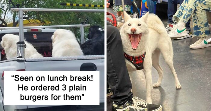 ‘Dogspotting’ Is A Group Where People Share Their Pure and Hilarious Encounters with Random Dogs (New 104 Pics)