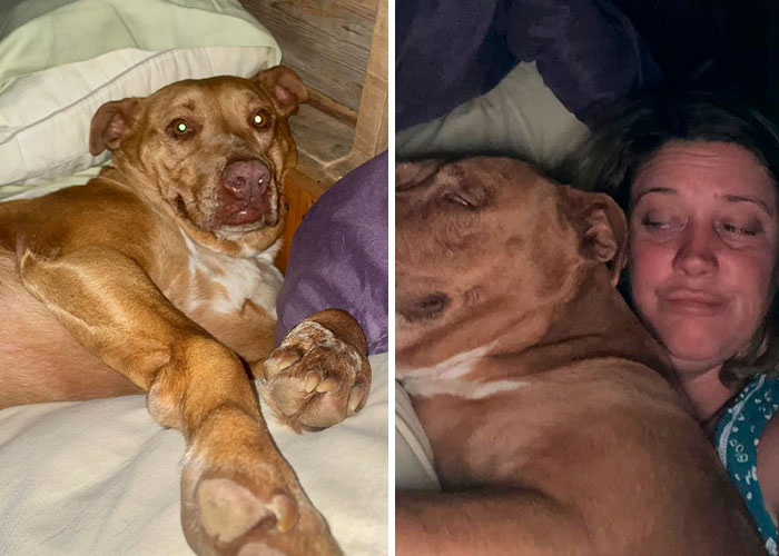 Married Couple Wake Up To Find A Mystery Dog Sleeping In Their Bed
