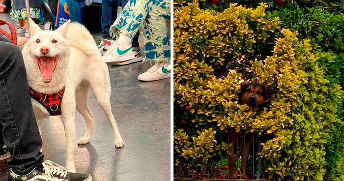 ‘Dogspotting’ es un grupo donde la gente comparte los mejores y más inesperados encuentros con perros (35 nuevas fotos)