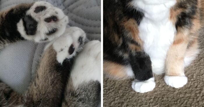 Hey Pandas, Post A Photo Of Your Pet’s Paws (Closed)