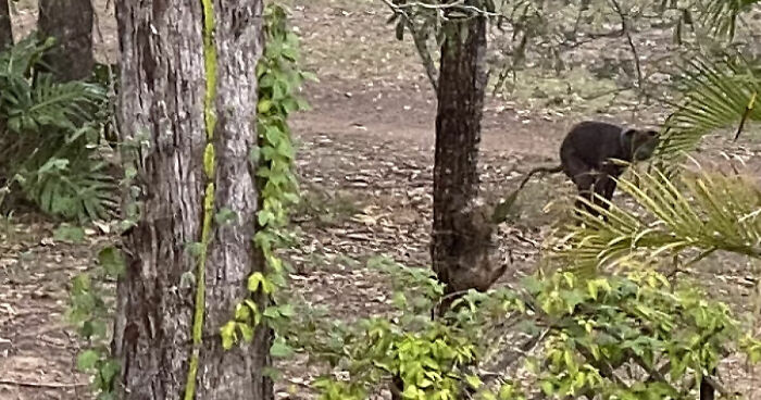 Hey Pandas, Post Your Funniest Accidental Photo Of Animals Outside