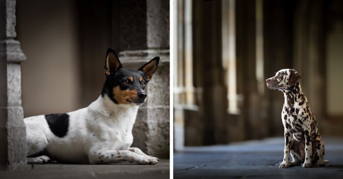 I Created Dog Pictures With A Harry Potter Theme (10 Pics)