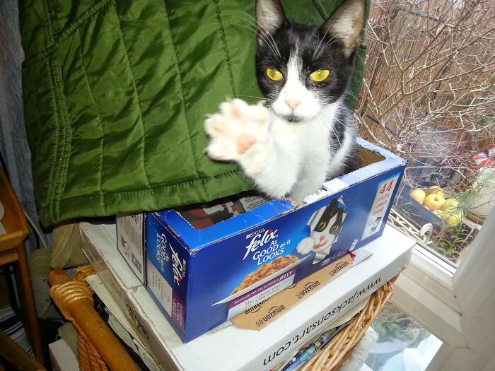 My Cat Felix Being The Star Of His Own Show