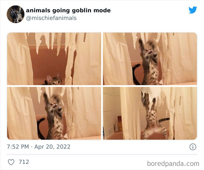 Funny-Animals-Pics-Goblin-Mode