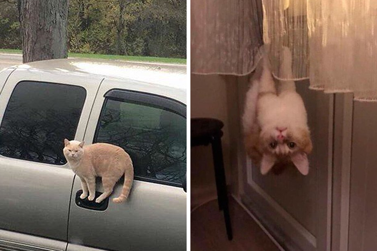 50 Times Animals Acted So Hilariously Devious, They Ended Up Being Shared  On The 