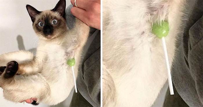 50 Times Animals Acted So Hilariously Devious, They Ended Up Being Shared On The “Animals Going Goblin Mode” Twitter Account
