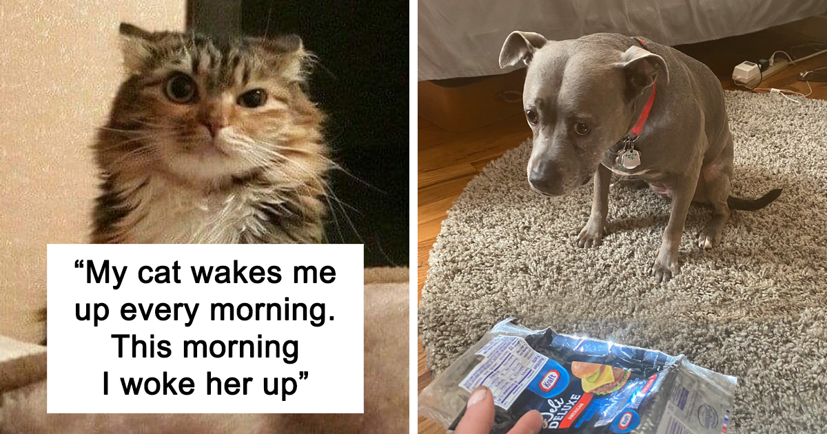 50 Hilariously Spot-On Tweets About Life With Cats And Dogs | Bored Panda
