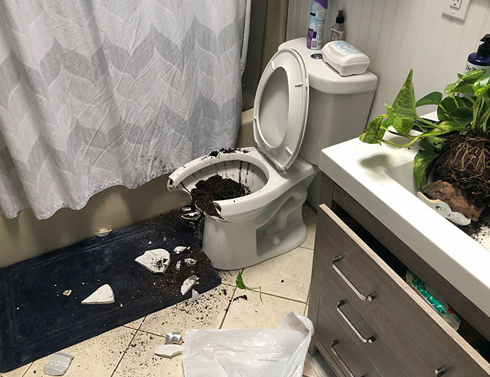 Wife Bought A New Plant Pot And Put It On The Shelf Over The Toilet. And Hour Later We Heard A Crash