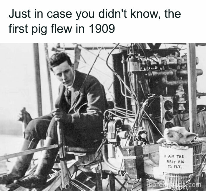 First Pig