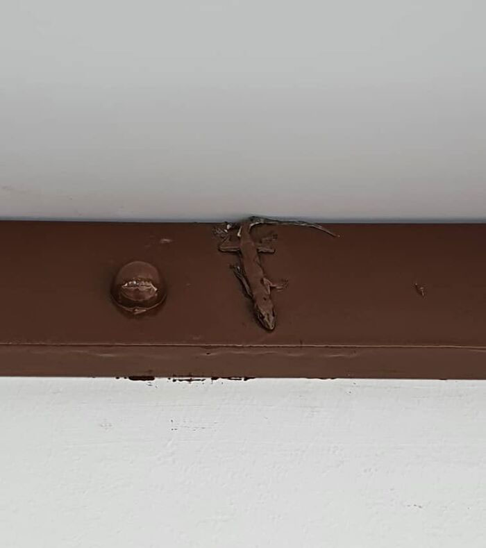The Construction Workers Painted Over A Lizard On Our Awning