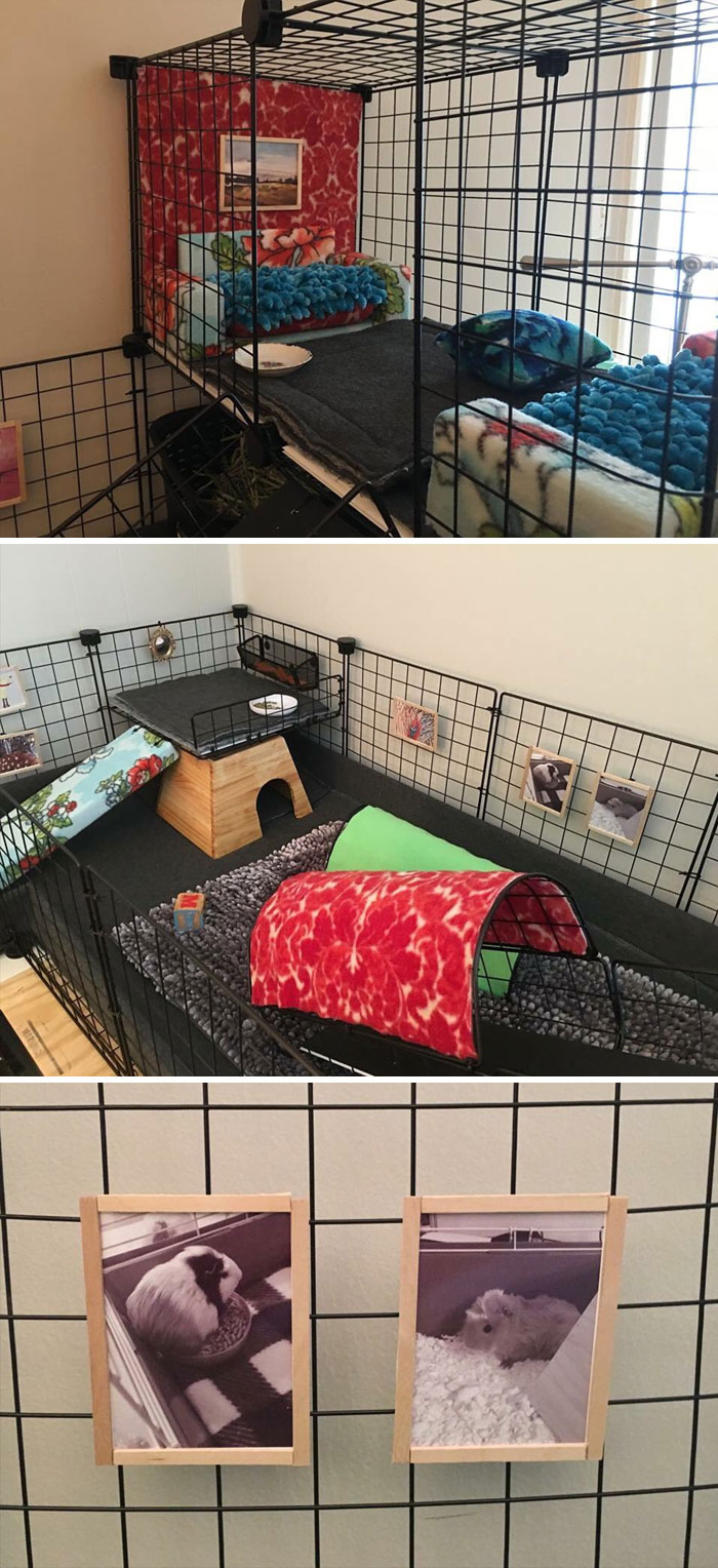My Mom Made My Guinea Pigs A House Complete With Couches Art And Baby Pictures