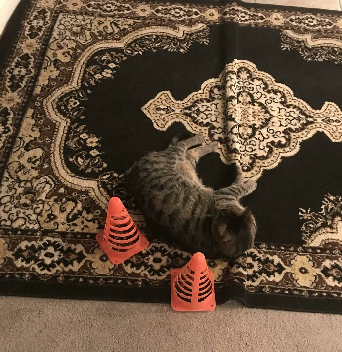 Mom Was Worried Somebody Would Step On The Cat, So She Put Cones Around Him