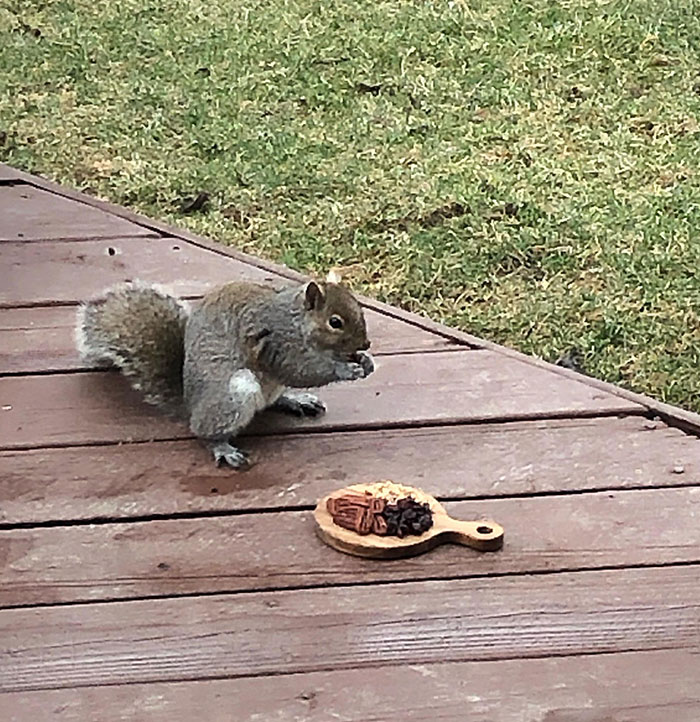 My Mom Made A Charcuterie Board For The Squirrels