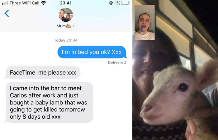 So, My Mum Bought A Lamb For £20, So It Doesn’t Get Killed Tomorrow. She Is Planning To Keep Her In The Garden With The Dogs? Honestly Wish I Could Say I’m Surprised