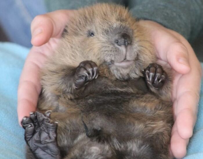 Baby Beaver Invasion
