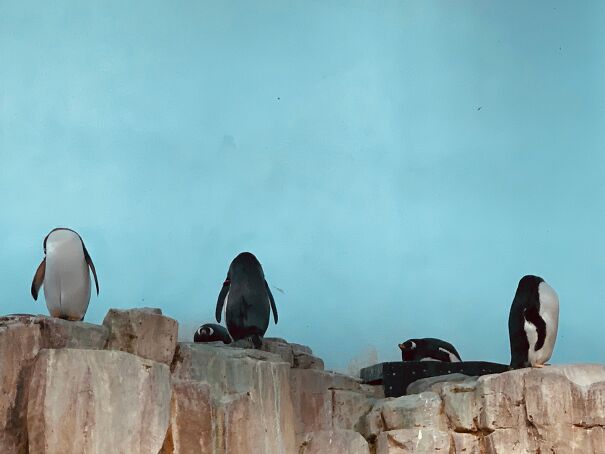 headless-penguins-6284f45b98594.jpg