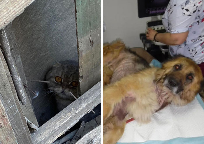 Thanks To All Pandas, We’ve Been Able To Help Thousands Of Animals Across War-Torn Ukraine And Here’s Your Funds In Action