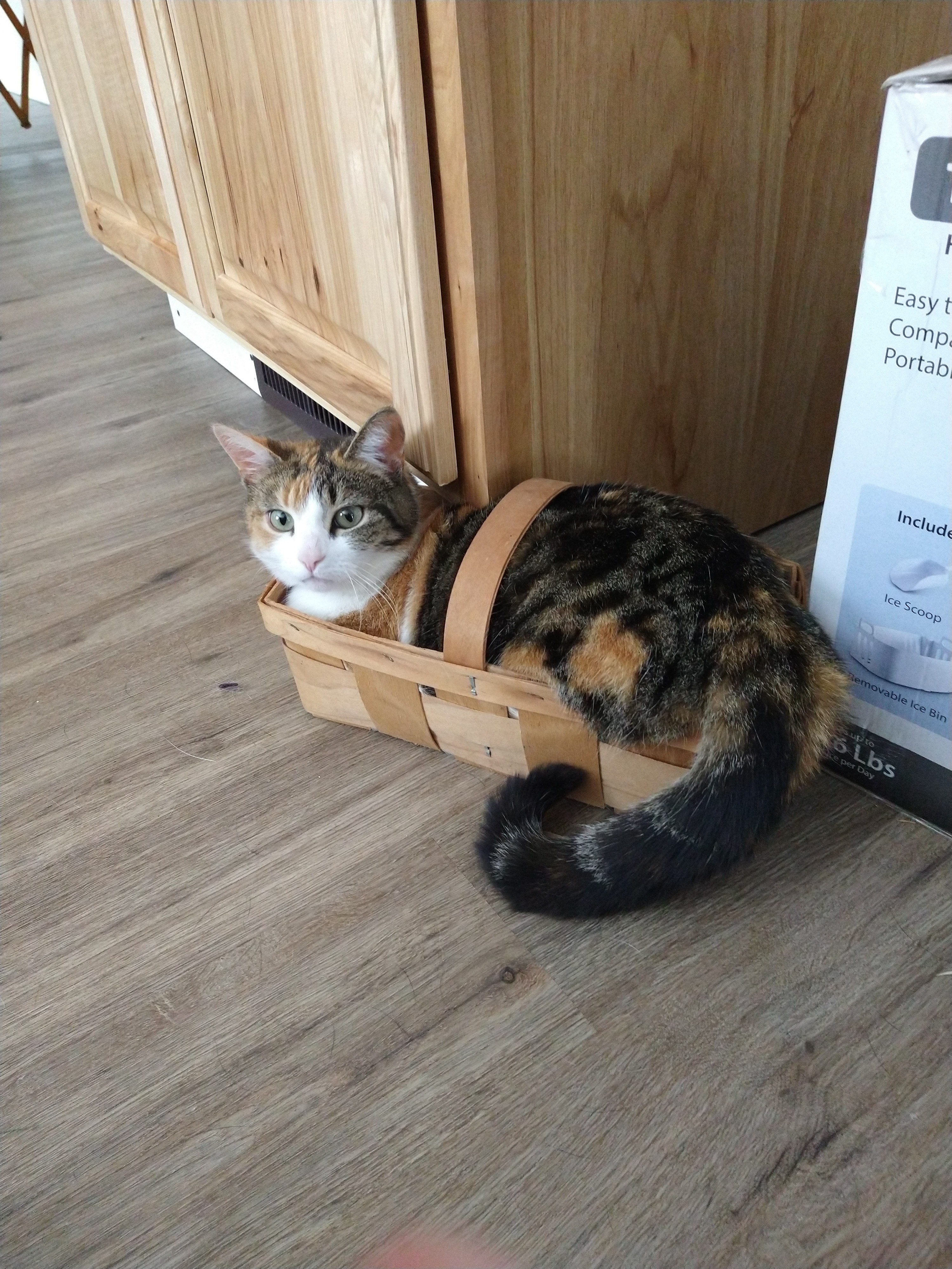 Hey Pandas Try To Find The Funniest Photo Of Your Pet(S) And Post It