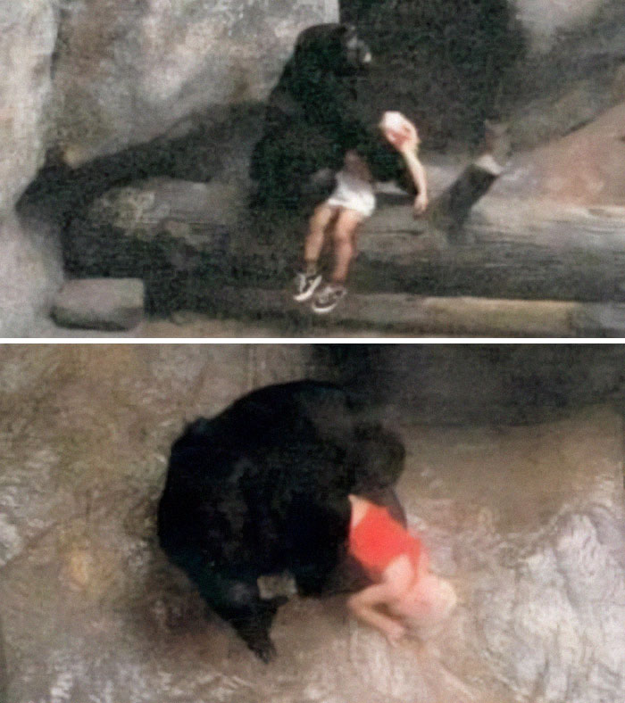 In 1996, Binti Jua, An 8-Year-Old Female Western Lowland Gorilla, Tended To A 3-Year-Old Boy Who Had Fallen Into Her Enclosure At The Brookfield Zoo In Illinois