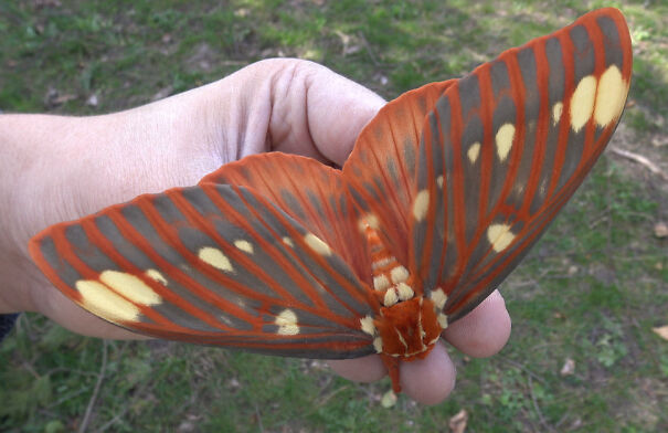 horned-devil-moth-6271515cd9097-png.jpg