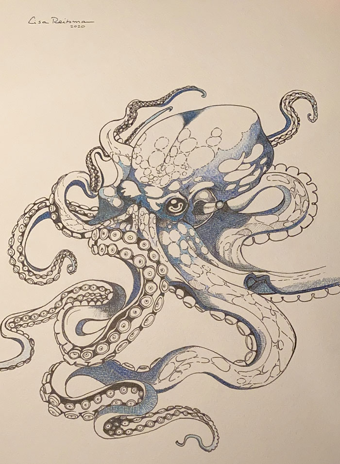 Octopus, With Ink And Pencil