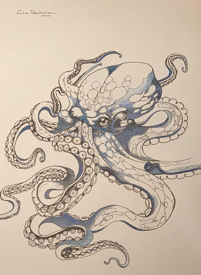 Octopus, With Ink And Pencil