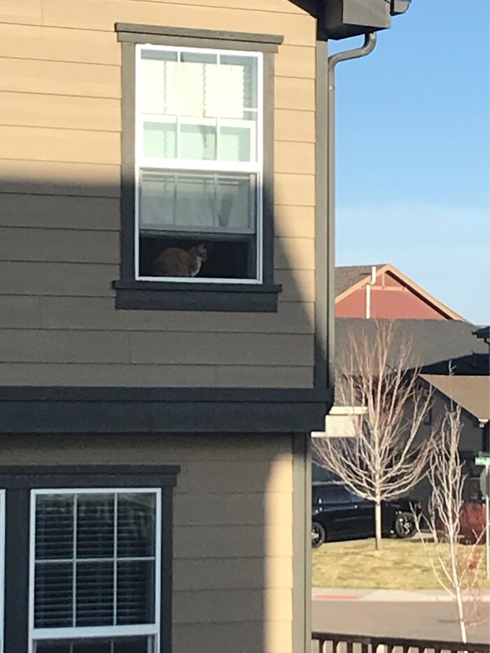 𝙿𝚘𝚜𝚝 𝚊 𝚌𝚊𝚝 𝚒𝚗 𝚊 𝚠𝚒𝚗𝚍𝚘𝚠!