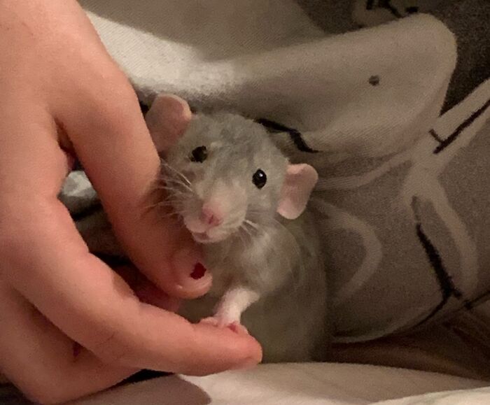 Clover Loves To Snuggle. I Never Knew I Would Love A Rat So Much!❤️