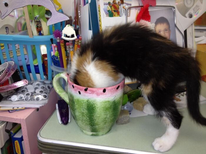 Kit-Tea Cat!