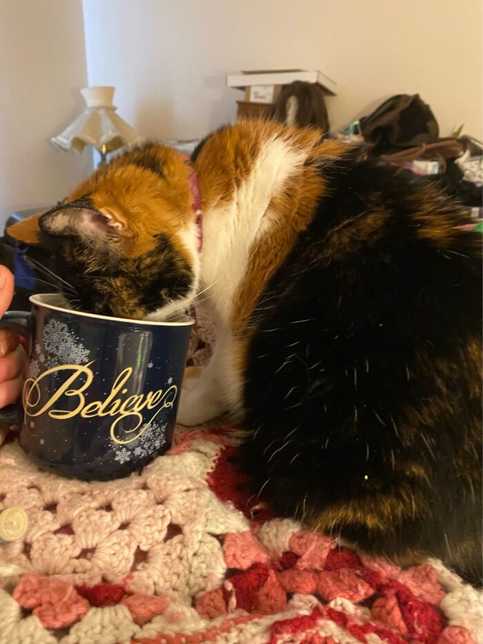 Kit-Tea Cat! Kit-Tea Cat!