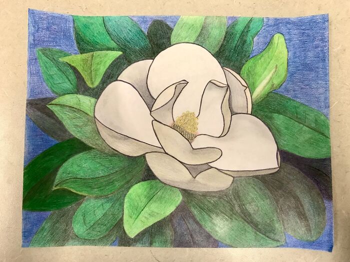 Magnolia Drawn For My Granny