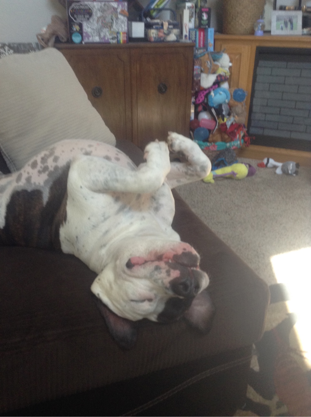 I Case You Feel Down Today Here’s My Dog Being Well My Dog