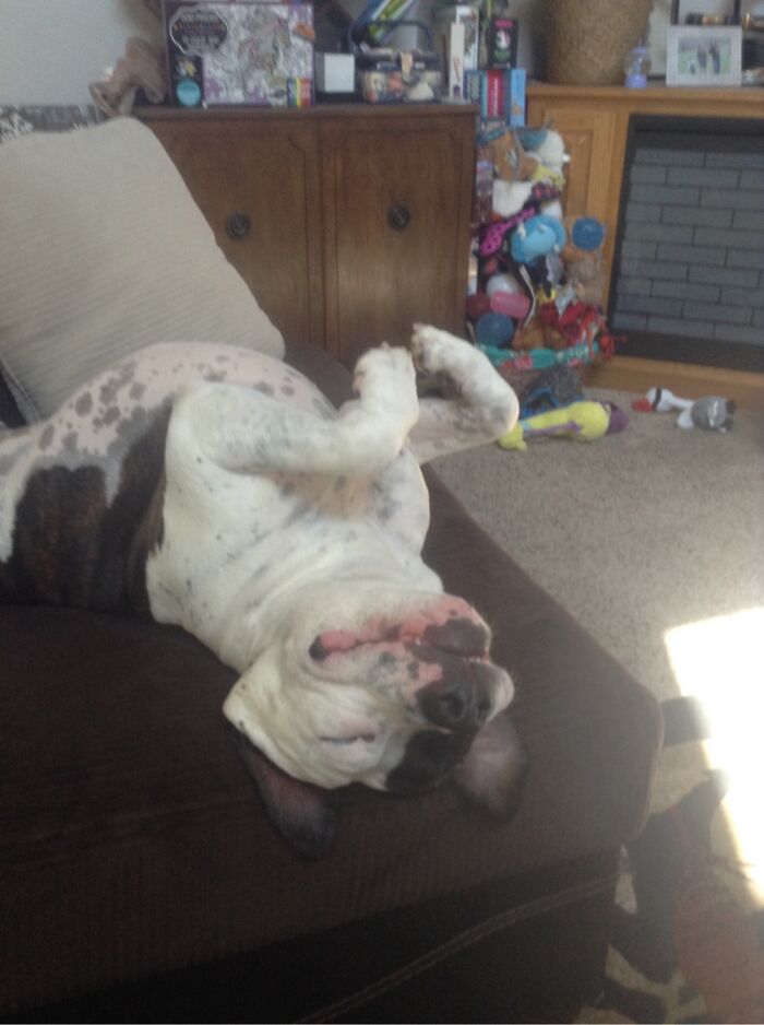 I Case You Feel Down Today Here’s My Dog Being Well My Dog