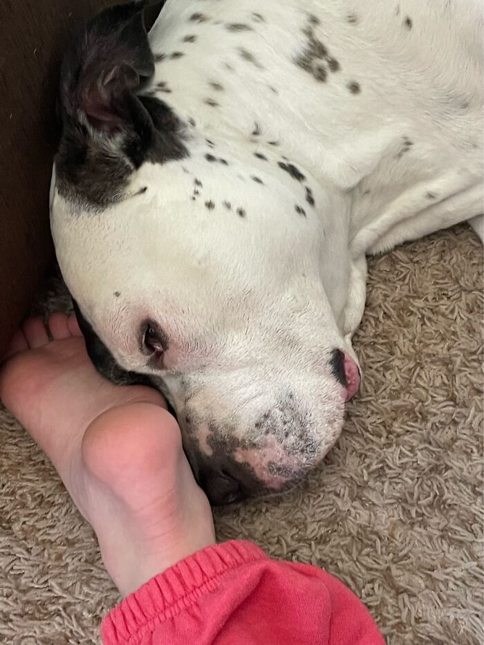 I Case You Feel Down Today Here’s My Dog Being Well My Dog