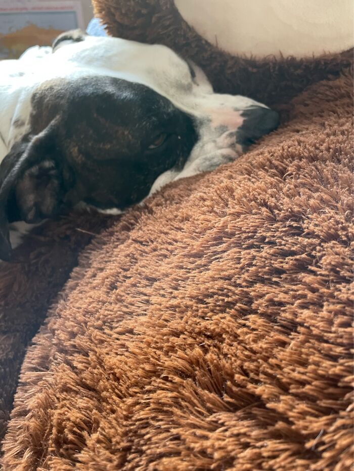 I Case You Feel Down Today Here’s My Dog Being Well My Dog