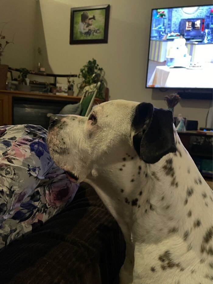 I Case You Feel Down Today Here’s My Dog Being Well My Dog