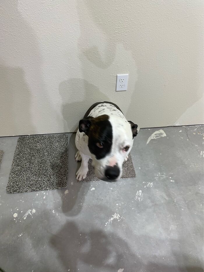 I Case You Feel Down Today Here’s My Dog Being Well My Dog