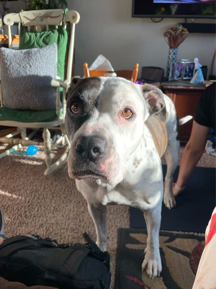 I Case You Feel Down Today Here’s My Dog Being Well My Dog