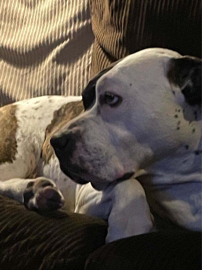 I Case You Feel Down Today Here’s My Dog Being Well My Dog