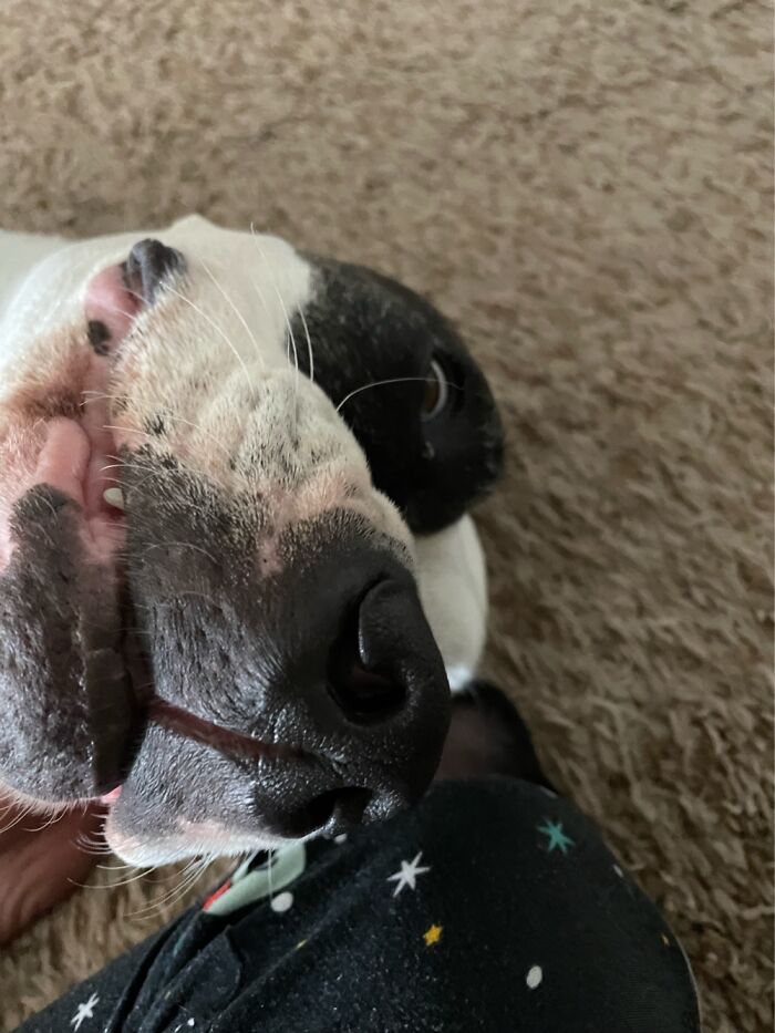 I Case You Feel Down Today Here’s My Dog Being Well My Dog