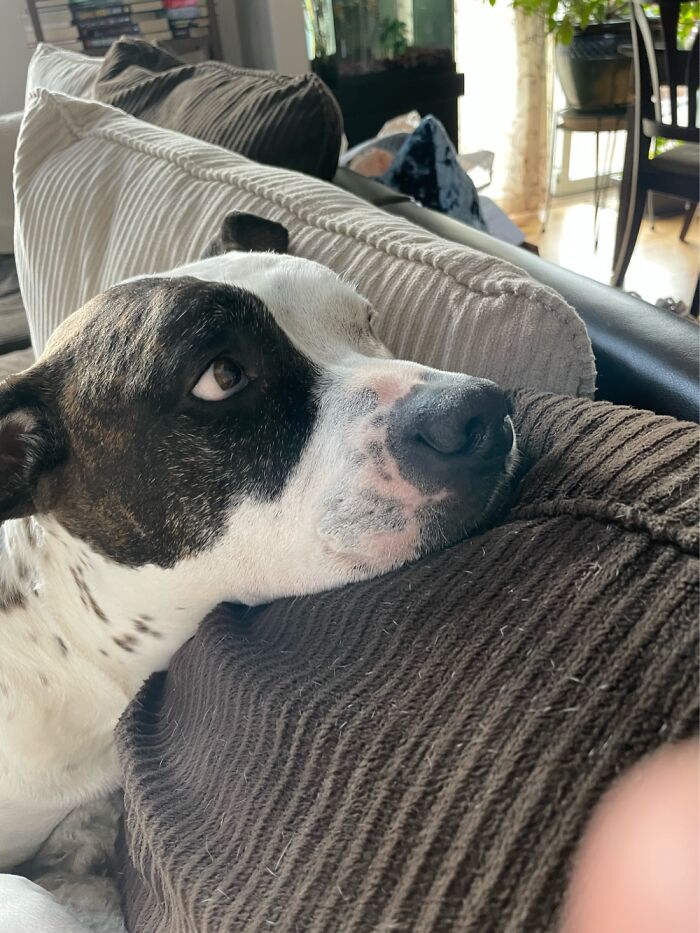 I Case You Feel Down Today Here’s My Dog Being Well My Dog