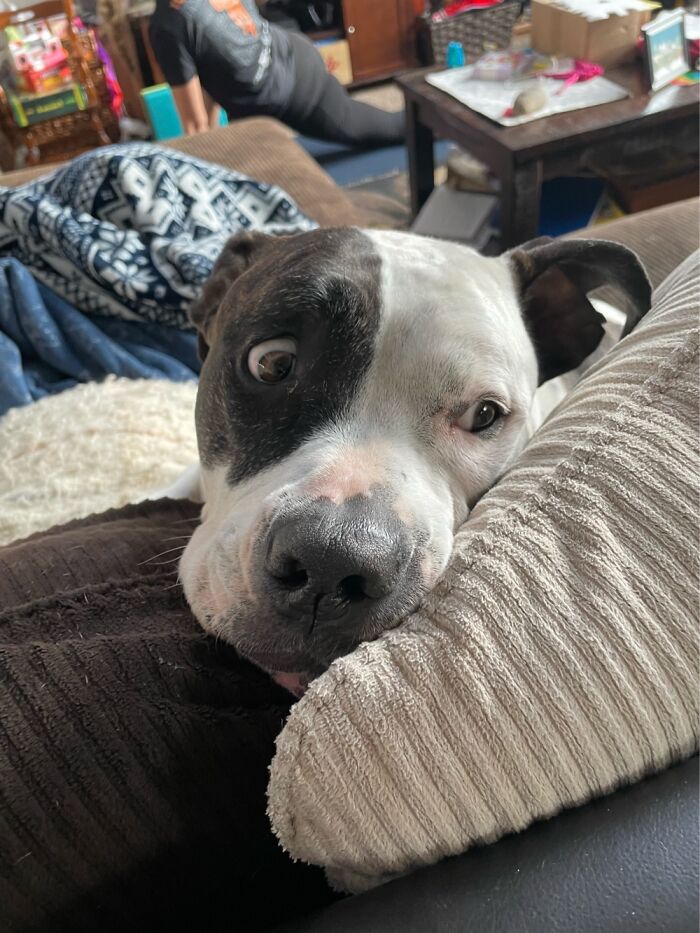 I Case You Feel Down Today Here’s My Dog Being Well My Dog