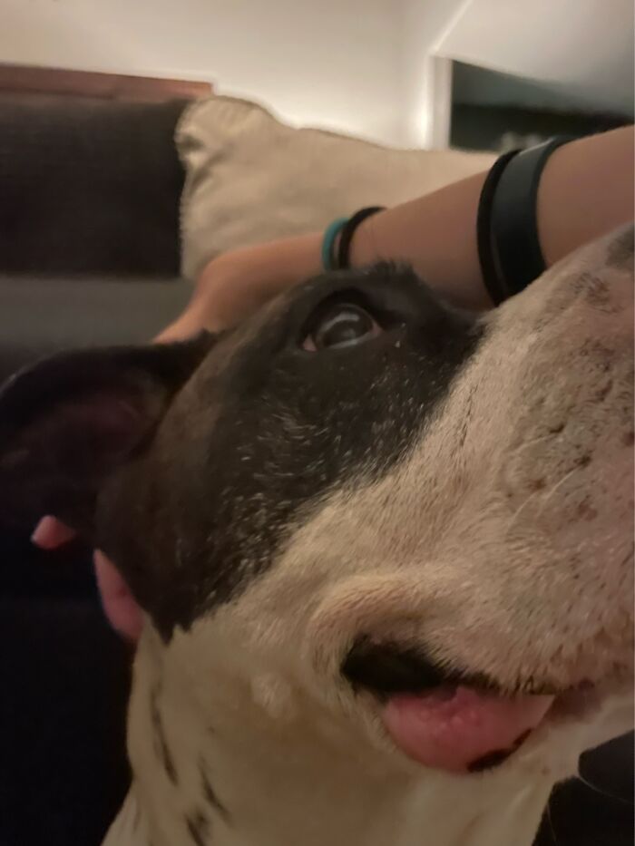 I Case You Feel Down Today Here’s My Dog Being Well My Dog