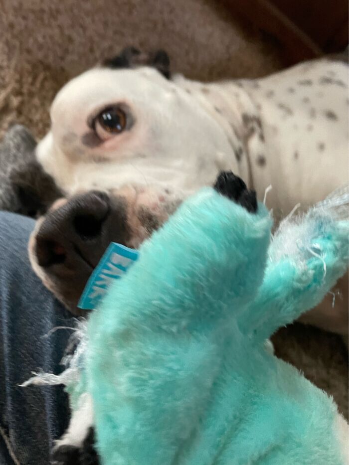 I Case You Feel Down Today Here’s My Dog Being Well My Dog