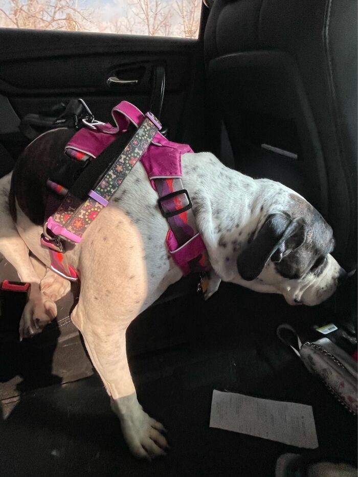 I Case You Feel Down Today Here’s My Dog Being Well My Dog